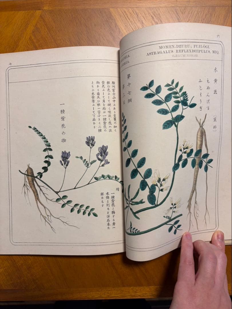 本草図譜 故岩﨑常正著 九皐堂蔵版　小野職愨校閲/鶴田清次補正