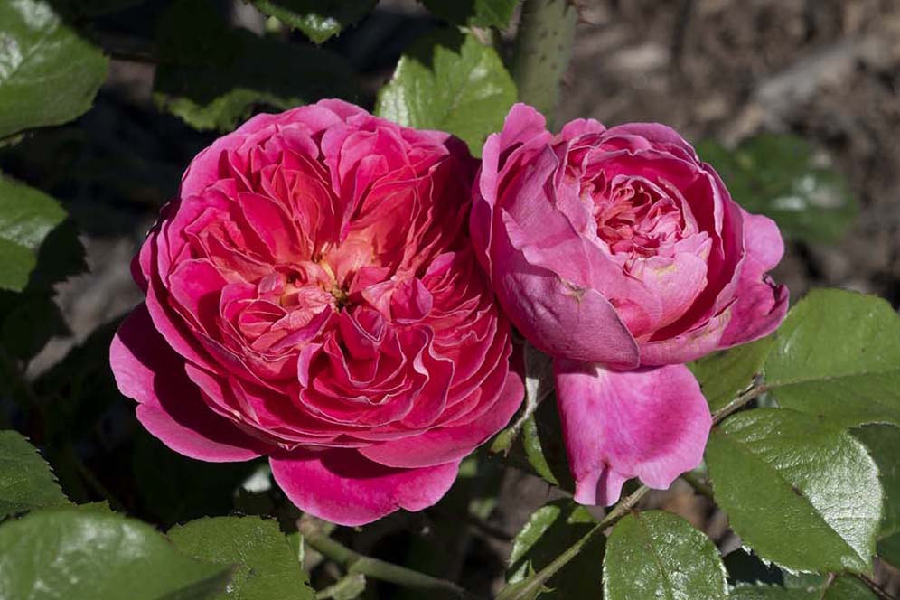 PowerPuff Pink® - Star® Roses and Plants