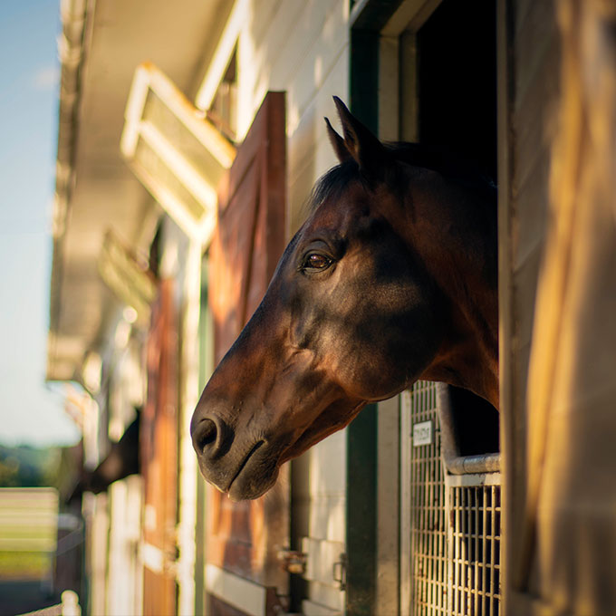 ギャラリー | LEX STUD（レックススタッド）